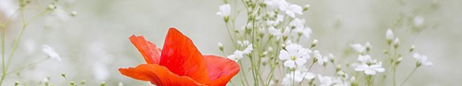 Employment Newsletter February 2016