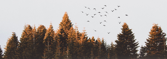 Employment Newsletter October 2019