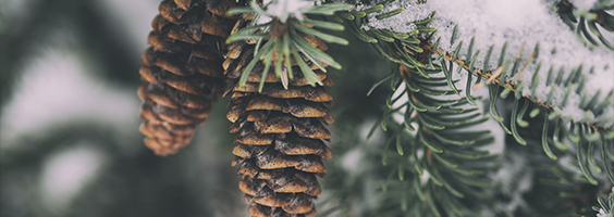 Tax Newsletter January 2021