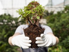 La “Ley Siembra” ya es una obligación real para los empleadores